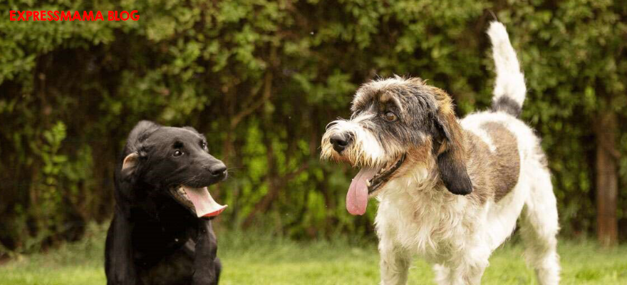 Yaşlı Köpek Beslenmesi: 7 Yaşından Sonra Ne Yedirilmeli? Köpek Maması Nasıl Seçilir?