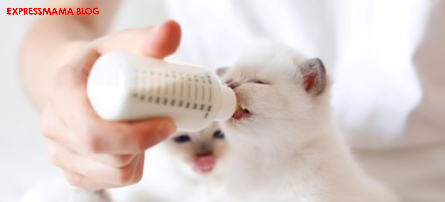 Yavru Kediler Ve Yavru Köpeklerde Süt Tozu Kullanımı Nasıl Olmalı? Süt Tozunu Kullanırken Dikkat Edilmesi Gerekenler Nelerdir?