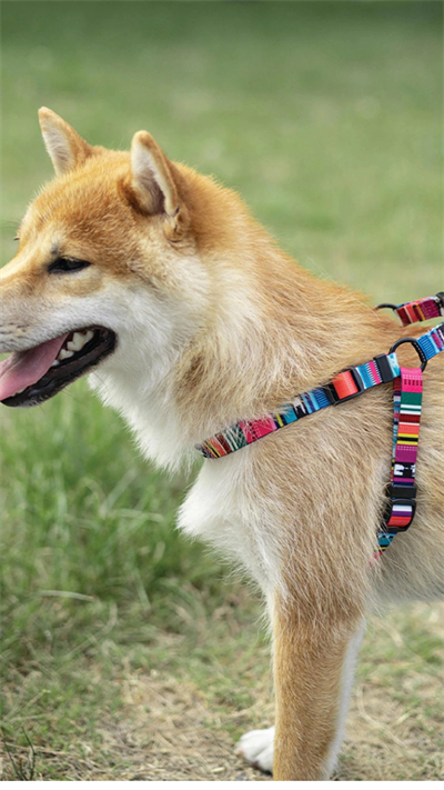 M-Pets Urban Style Köpek Göğüs Tasması 60cm [S]