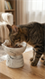 Clearpaws Ayaklı Seramik Kedi Su ve Mama Kabı 