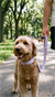 D-Pets Soft Wanjıa Köpek Boyun Tasması 2 Cm - (Sadece Tasma)