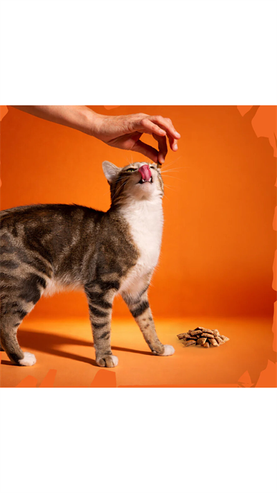 Felicia Beauty Kedi Crunch Ödül Maması 100g