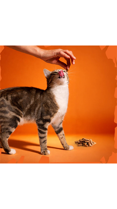 Felicia Vitality Kedi Crunch Ödül Maması 100g