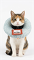 Love Blue Kedi ve Köpek Boyunluk S