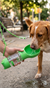 Madpet Köpekler İçin Taşınabilir Kürekli Dışkı Poşetli Suluk 300Ml