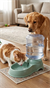 Nunbell Damacana Köpek ve Kedi Su Kabı 3500Ml