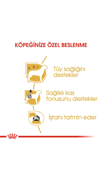 Royal Canin Adult Poodle Caniche Tüy Sağlığı Destekleyici Yetişkin Köpek Konservesi 85gr
