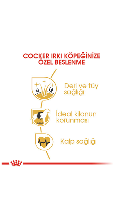 Royal Canin Cocker Spaniel 25 Yetişkin Köpek Maması 3 kg