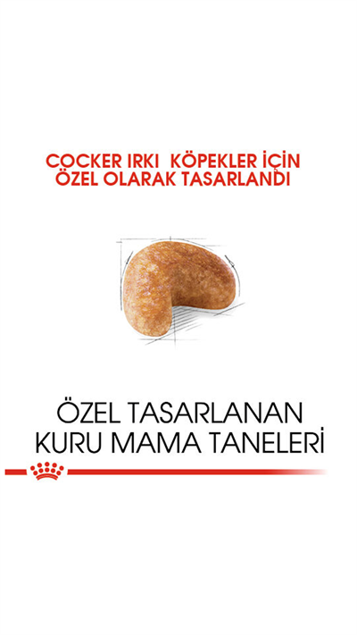 Royal Canin Cocker Spaniel 25 Yetişkin Köpek Maması 3 kg