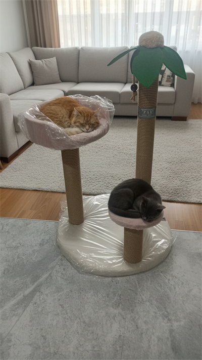 Zaf Palmiye Tırmalama Tahtası