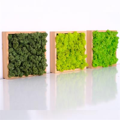 ·Quadratus Moss · Ahşap Çerçevede Canlı Yosun Tablo