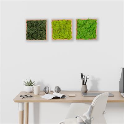 ·Quadratus Moss · Ahşap Çerçevede Canlı Yosun Tablo