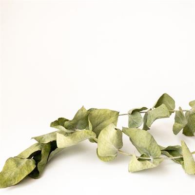 Banyo Tuzu - Okaliptüs