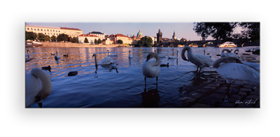Vltava Nehrinin Kuğuları | Prag