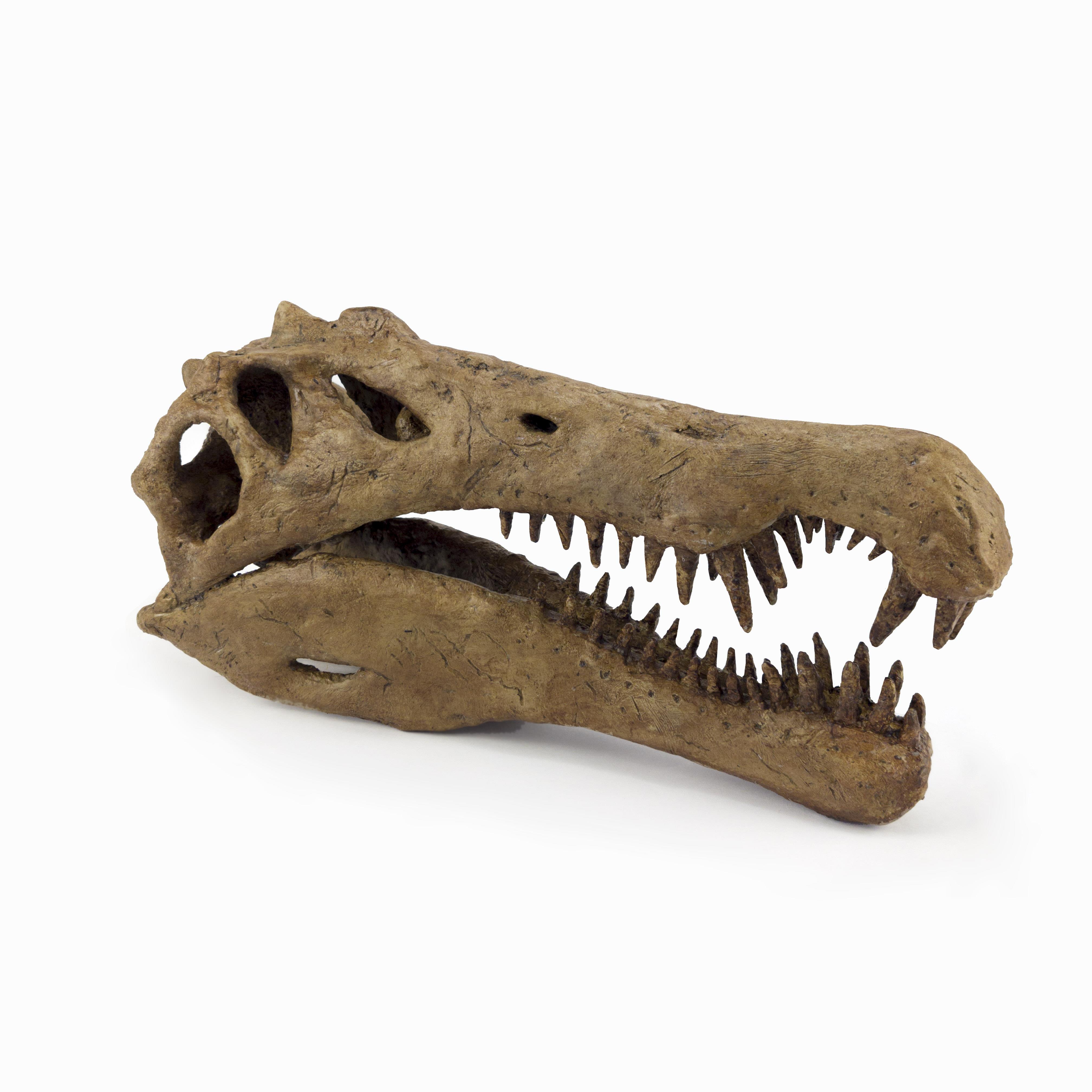 Spinosaurus Heykel