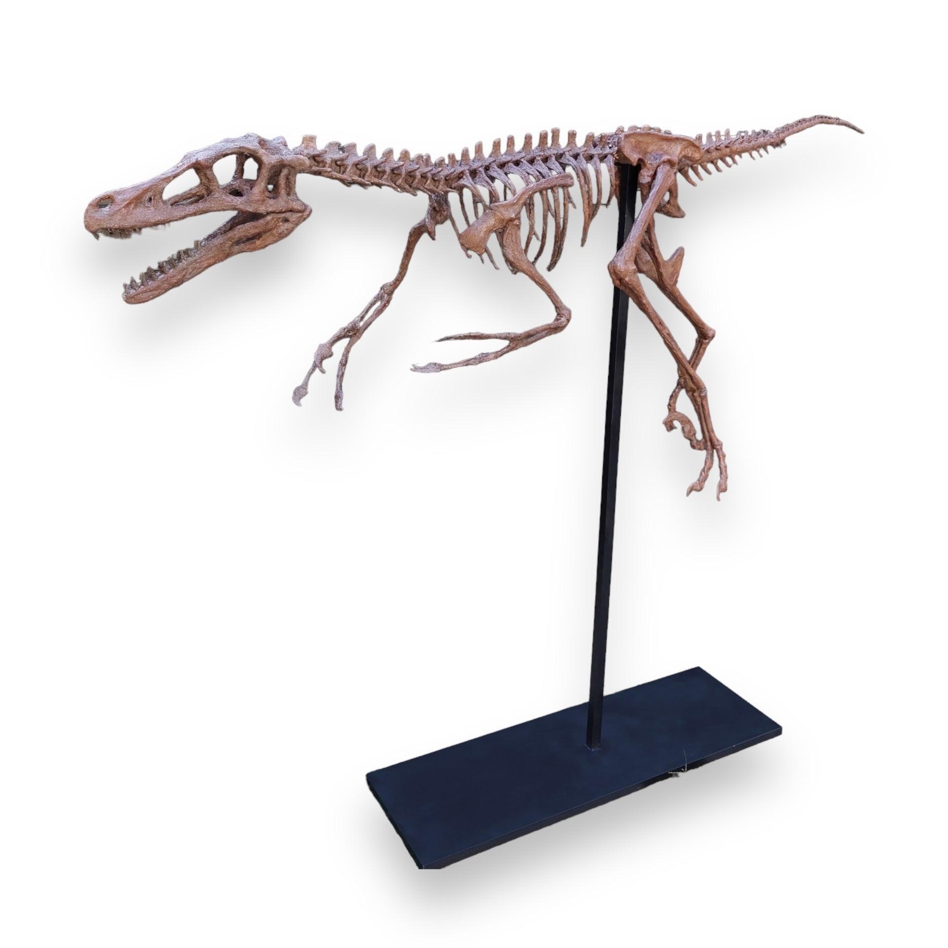 Velociraptor - Tam İskelet Heykeli