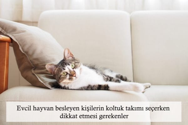 Evcil Hayvanlar