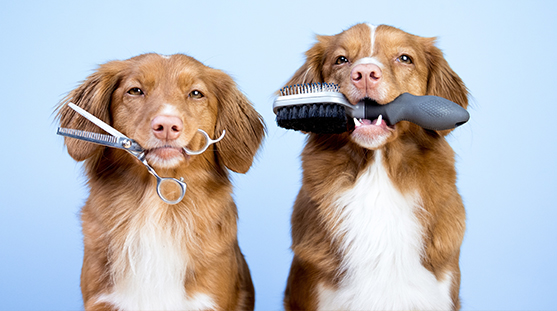 Kediler ve Köpekler İçin Düzenli Bakım Rutinleri