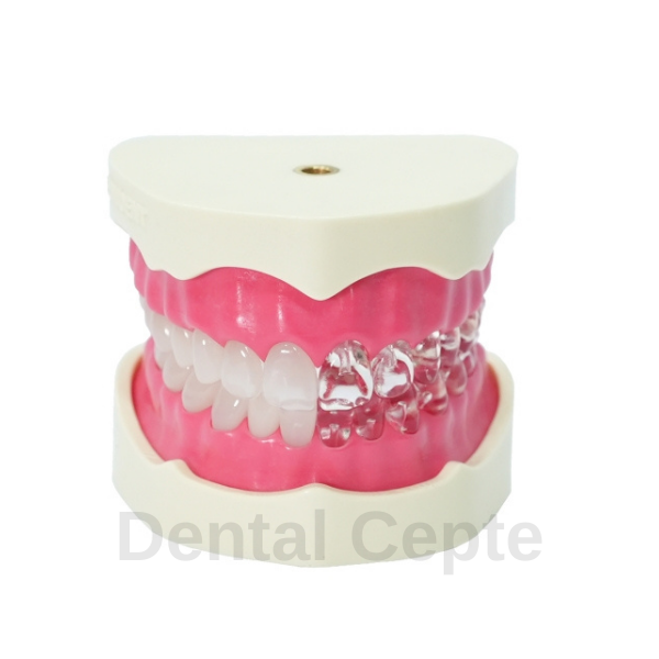 Edudent EndoPrep Alt ve Üst Çene (Dişlerin Yarısı Opak)