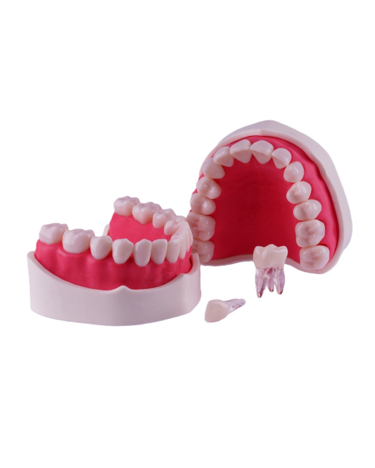 Edudent EndoPrep Kronlu Alt Ve Üst ÇeneEDUDENT DENTALEDUDENT ENDOPREP KRONLU FANTOM ÇENE - DENTAL CEPTE