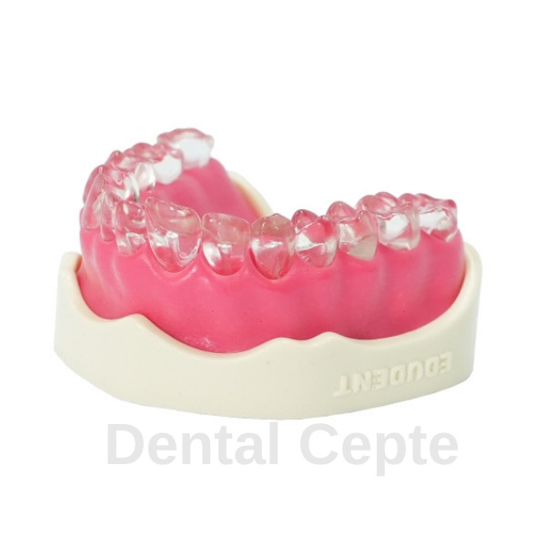 Edudent Endoprep Tek Çene - Şeffaf Model