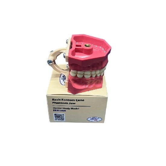 Elite Fantom Çene Modeli -Diş Etsiz 32lik - OklüzörsüzELİTEELİTE FANTOM ÇENE MODELİ 32LİK - DİŞ ETSİZ ÇENE - DENTAL CEPTE