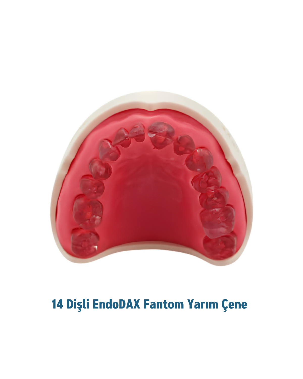 EndoDax 14lü Endodontik Fantom Çene ( Yarısı alt Yarısı Üst )MALL OF DENTEndoDax 14lü Endodontik Fantom Çene ( Yarısı alt Yarısı Üst )