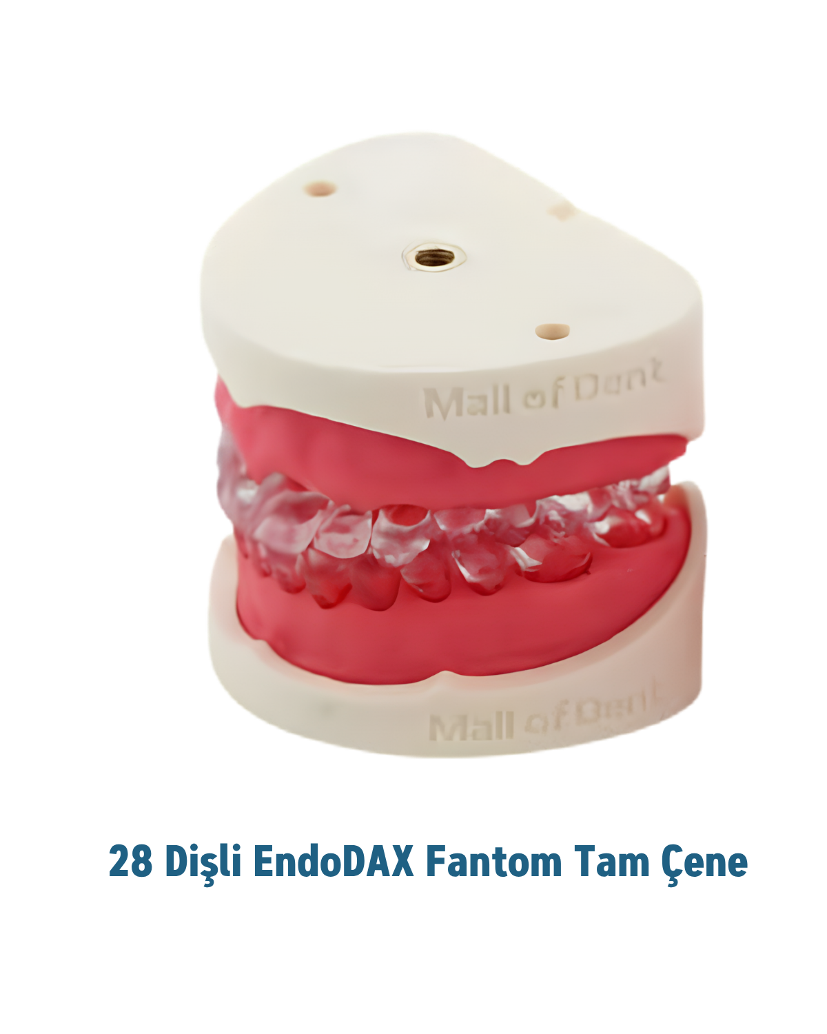 Endodax 28 Dişli Fantom Endodontik Tam ÇeneMALL OF DENTEndodax 28 Dişli Fantom Endodontik Tam Çene -  DENTAL CEPTE