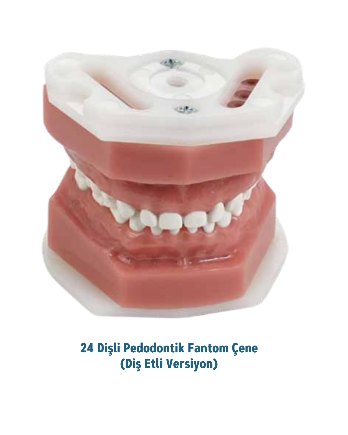 Mall Of Dent 24 Dişli Fantom Pedodontik Çene (Diş Etli Versiyon)MALL OF DENT24 Dişli Pedodonti Fantom Çene Modeli (Diş Etli) - DENTAL CEPTE