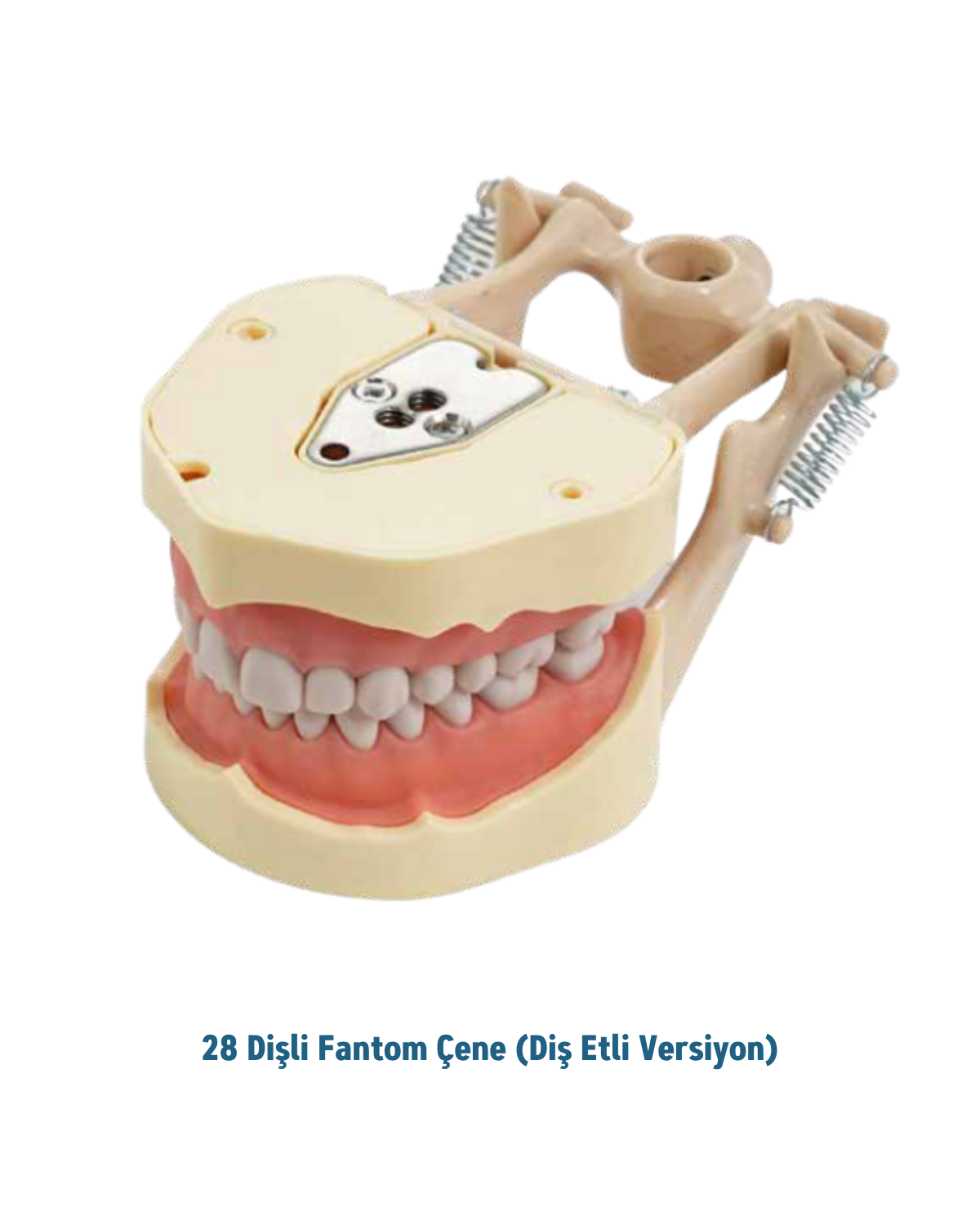 Mall Of Dent  (DAX ) 28 Dişli Fantom Çene ( Diş Etli )MALL OF DENTDAX 28 Dişli Yetişkin Fantom Çene Modeli (Diş Etli) - DENTAL CEPTE