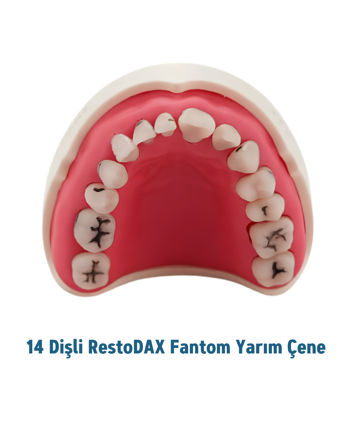 RestoDax  14lü Restoratif Fantom Çene ( Yarısı alt Yarısı Üst )MALL OF DENT