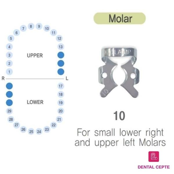 SHINGHUNG K-CLAMP NO: #10# RUBBERDAM KLEMP  (ALT SAĞ-ÜST SOL MOLAR)SHİNHUNG