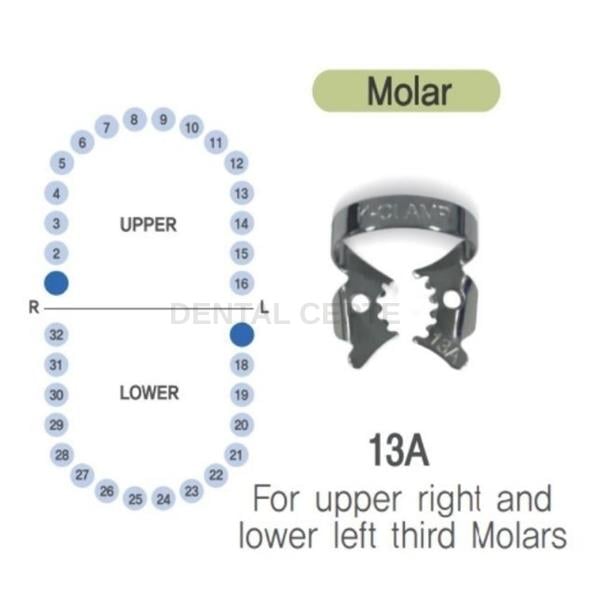 SHINGHUNG K-CLAMP NO: #13A# TIGER DİŞLİ (ALT SOL-ÜST SAĞ MOLAR)SHİNHUNGShinhung K-Clamp #13A Alt Sol - Üst Sağ Molar Klemp (Tiger) | Dental Cepte