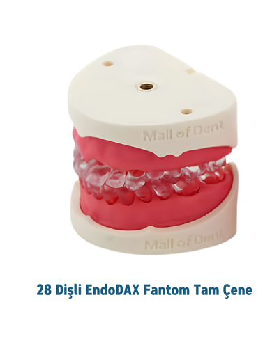 Endodax 28 Dişli Fantom Endodontik Tam ÇeneMALL OF DENTEndodax 28 Dişli Fantom Endodontik Tam Çene -  DENTAL CEPTE