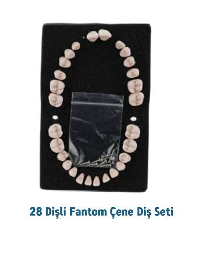 Mall Of Dent ( Dax) 28lik Fantom Çene Diş SetiMALL OF DENT