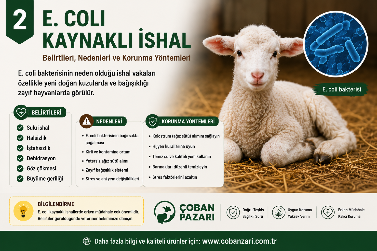 E. coli Kaynaklı İshal Nedir? Belirtileri, Nedenleri ve Korunma Yöntemleri