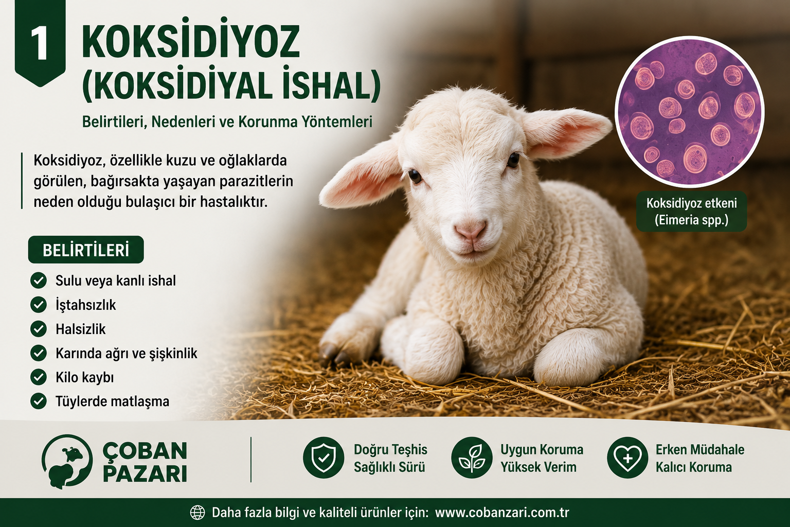 Koksidiyoz (Koksidiyal İshal) görülen kuzu ve koyun - Çoban Pazarı Blog
