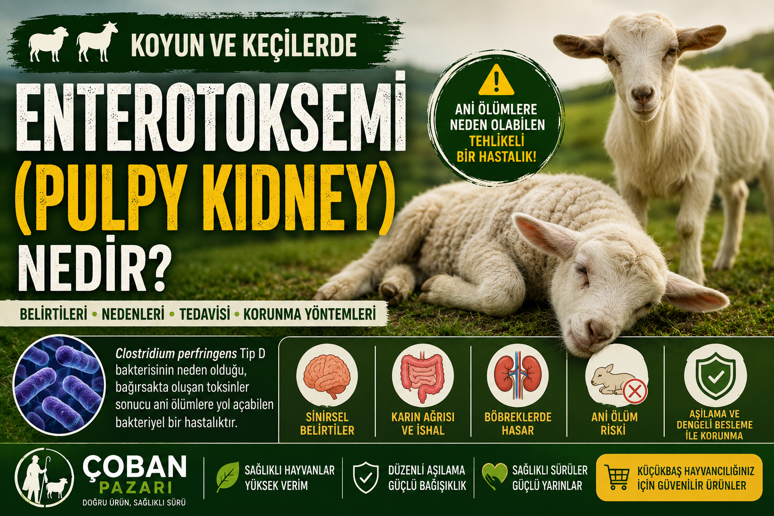 Koyun ve Keçilerde Enterotoksemi (Pulpy Kidney) Nedir? Belirtileri, Nedenleri ve Korunma Yöntemleri
