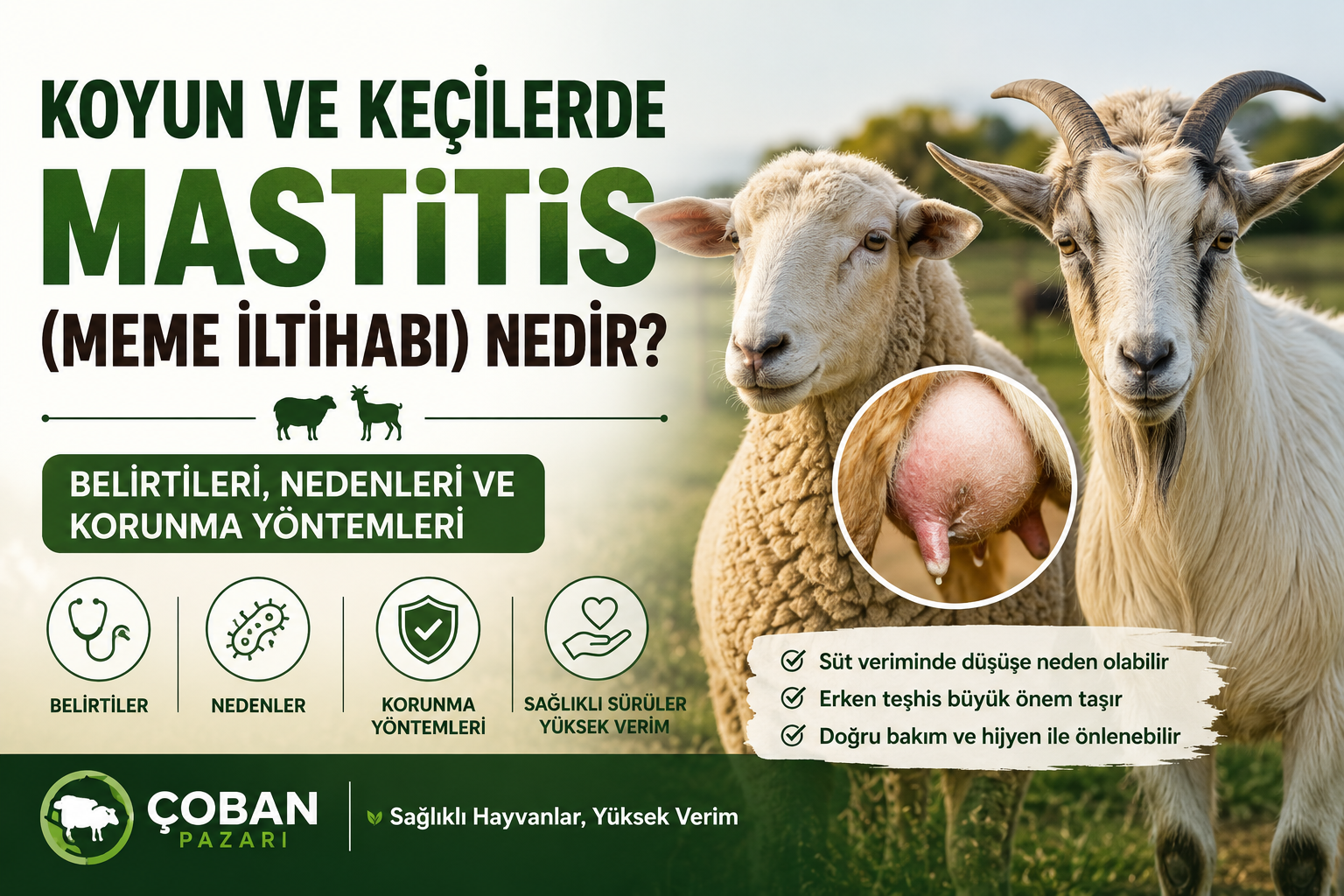 Koyun ve Keçilerde Mastitis (Meme İltihabı) Nedir? Belirtileri, Nedenleri ve Korunma Yöntemleri