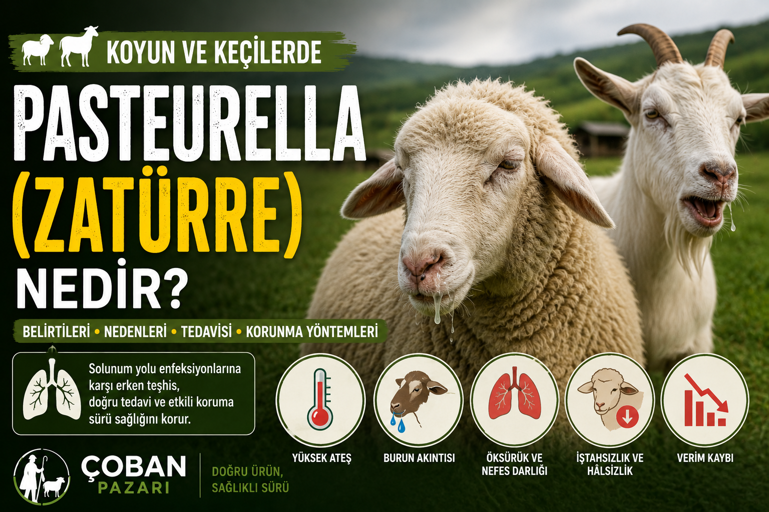Koyun ve Keçilerde Pasteurella (Zatürre) Nedir? Belirtileri, Nedenleri ve Korunma Yöntemleri