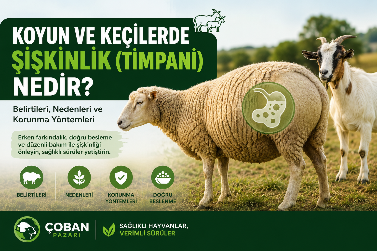 Koyun ve Keçilerde Şişkinlik (Timpani) Nedir? Belirtileri, Nedenleri ve Korunma Yöntemleri