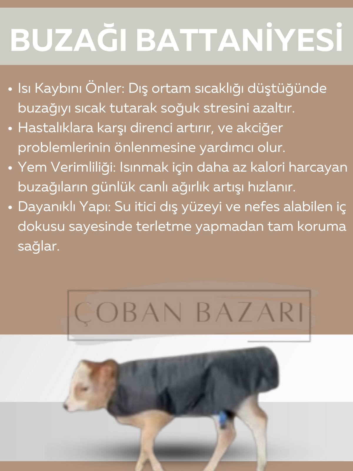 BUZAĞI BATTANİYESİ