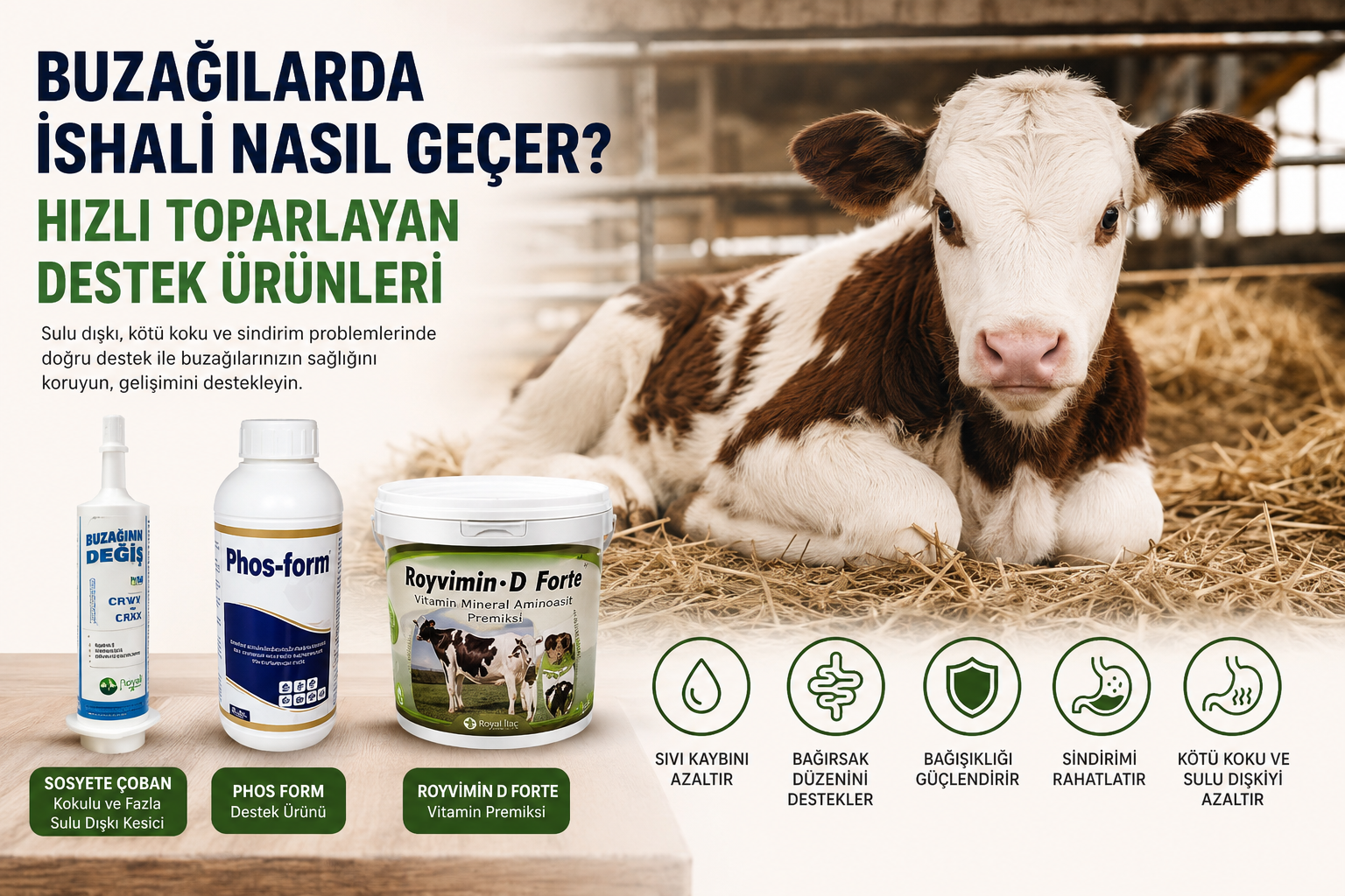 buzağı ishali görseli,büyükbaş hayvan sağlık ürünleri,sulu dışkı problemi,buzağı destek ürünleri,hayvancılık blog görseli
