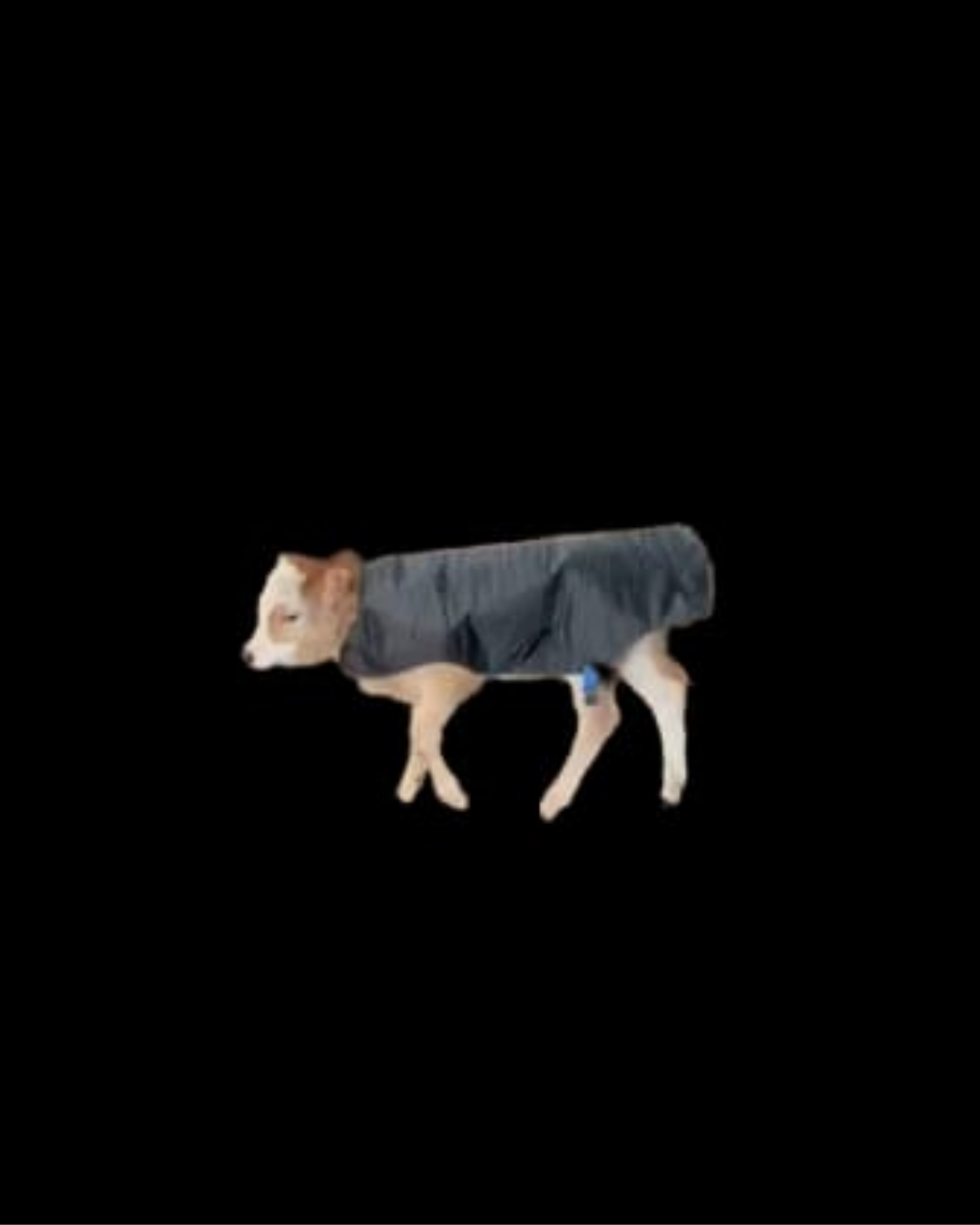 BUZAĞI BATTANİYESİ