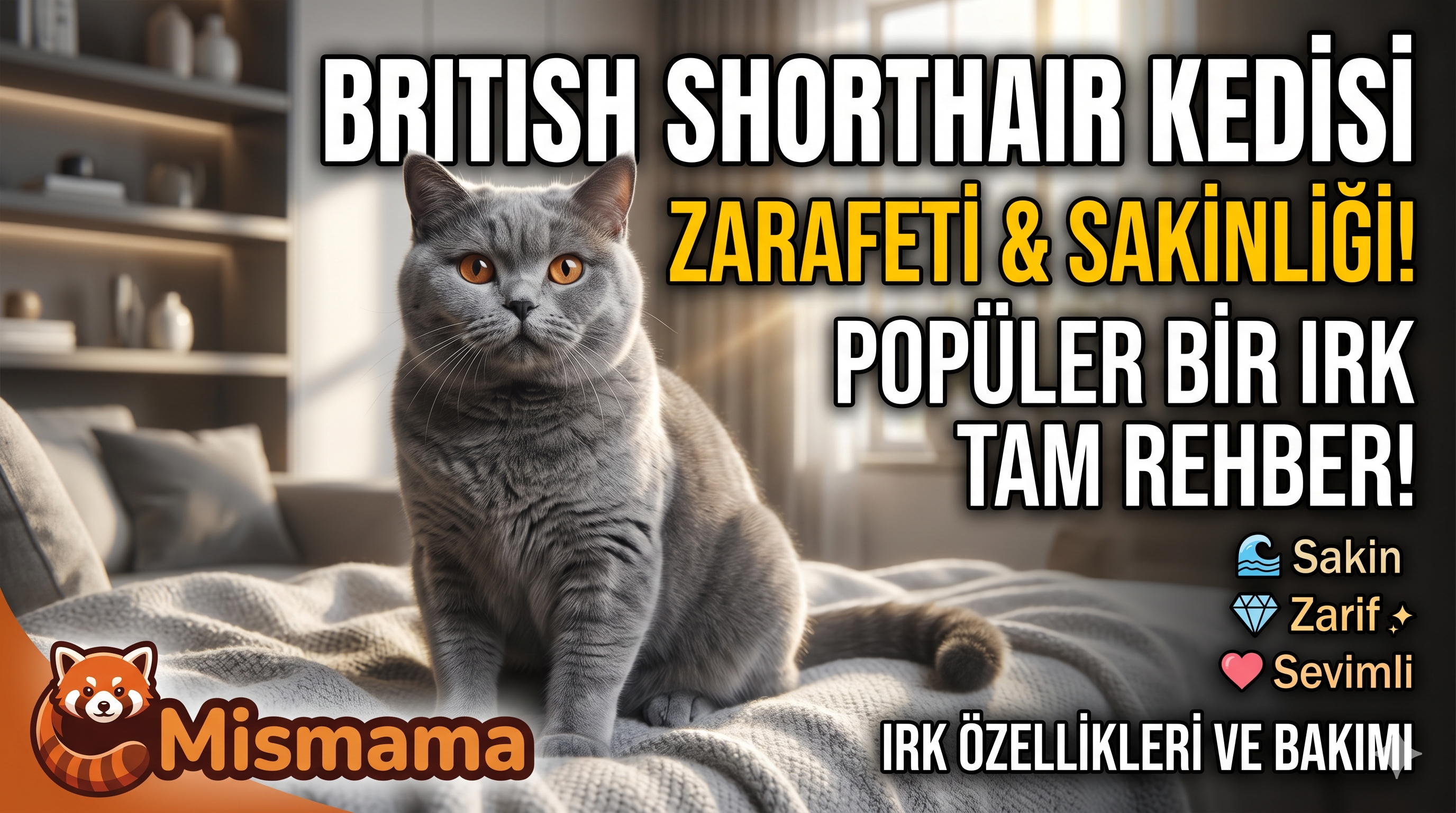 British Shorthair Kedisi - Sakinliği ve Güzelliğiyle Öne Çıkan Kedi Irkı