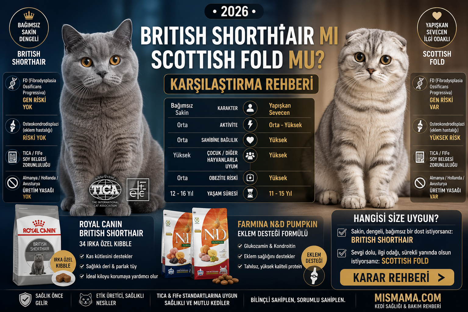 British Shorthair mı Scottish Fold mu? 2026 Karşılaştırma Rehberi — FD Gen Riski, Karakter Farkı, Mama Önerileri | Mismama.com