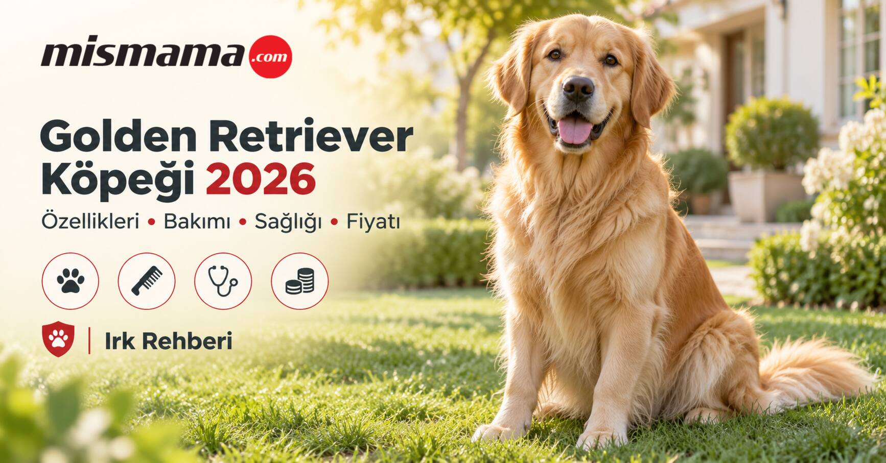 Golden Retriever köpeği özellikleri bakımı sağlığı fiyatı 2026 - altın sarısı tüylü aile köpeği hemanjiyosarkom kalça displazisi mama Mismama