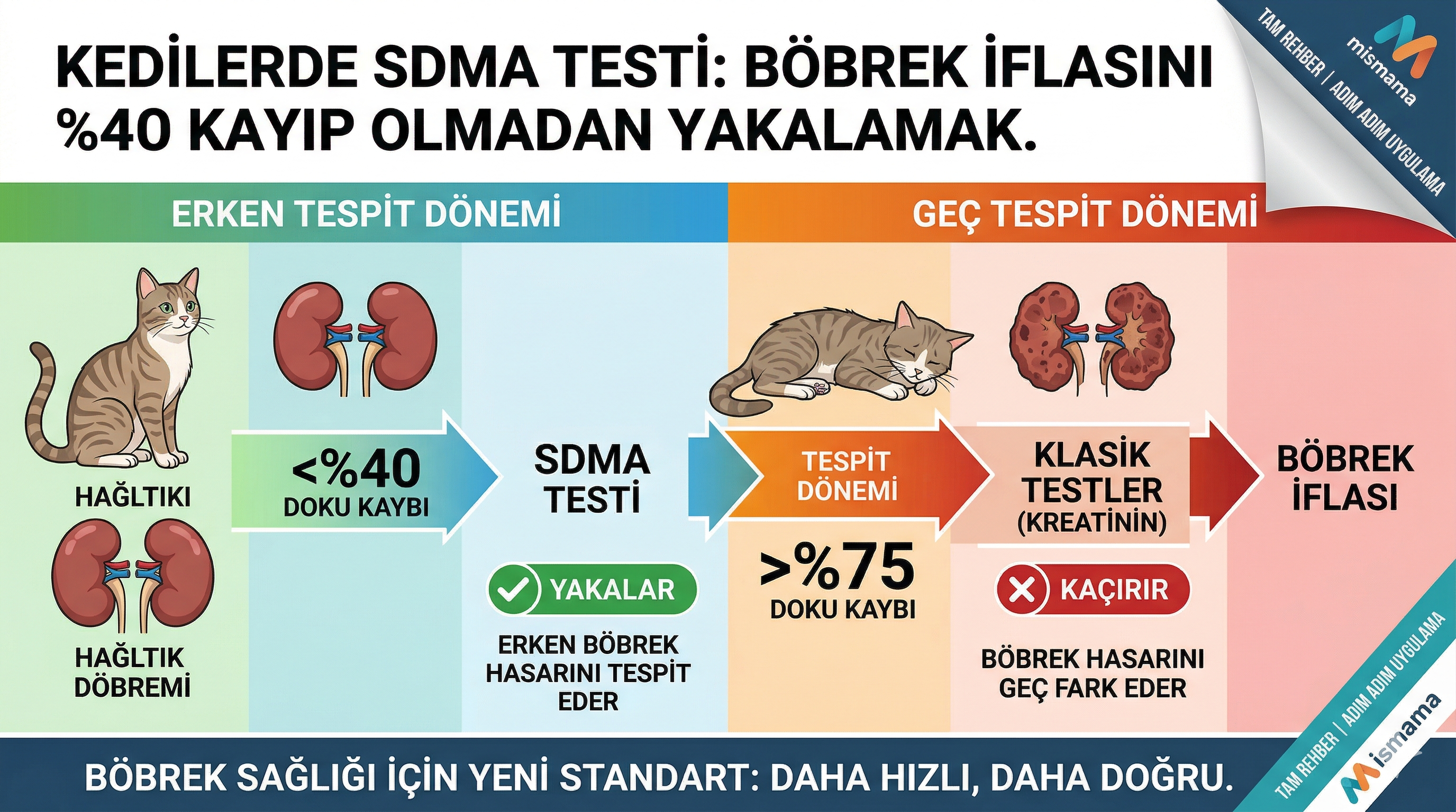Kedi SDMA Testi — Böbrek Hastalığı Erken Teşhis Rehberi | Mismama.com