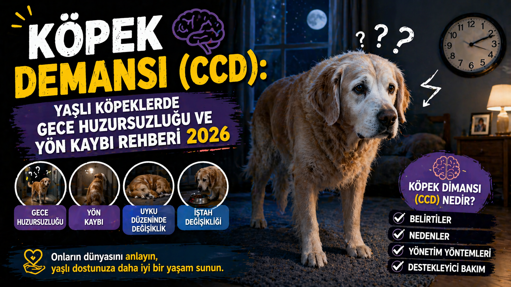 Köpek demansı CCD yaşlı köpek gece huzursuzluğu ve yön kaybı rehberi 2026 - Mismama premium senior mama