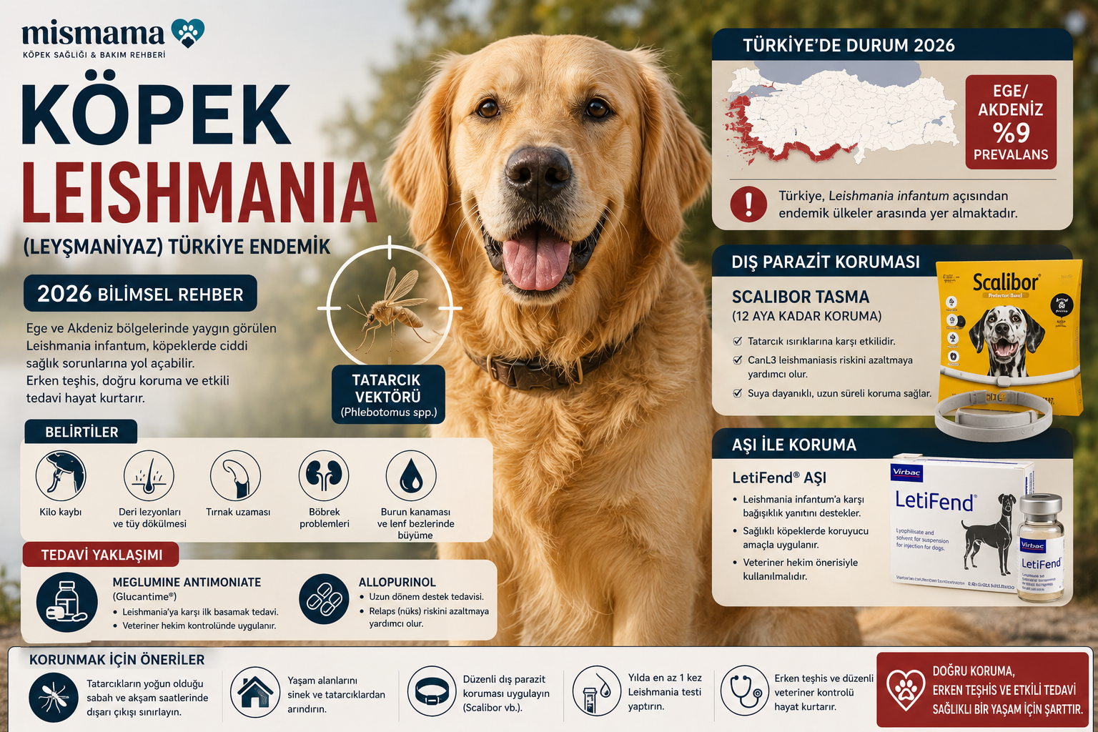 Köpek leishmania koruması - tatarcık sineği vektörü, Scalibor deltamethrin tasma, Ege Akdeniz endemik bölge, Mismama 2026 zoonoz rehberi